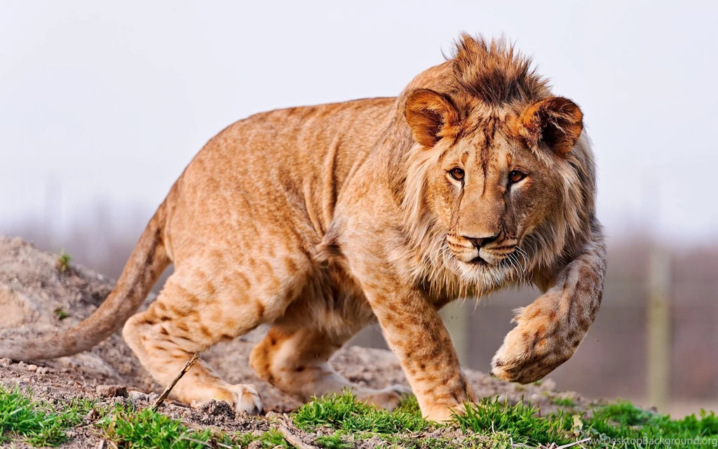 Lion: In Search Of Food HDwallpaper4U.com