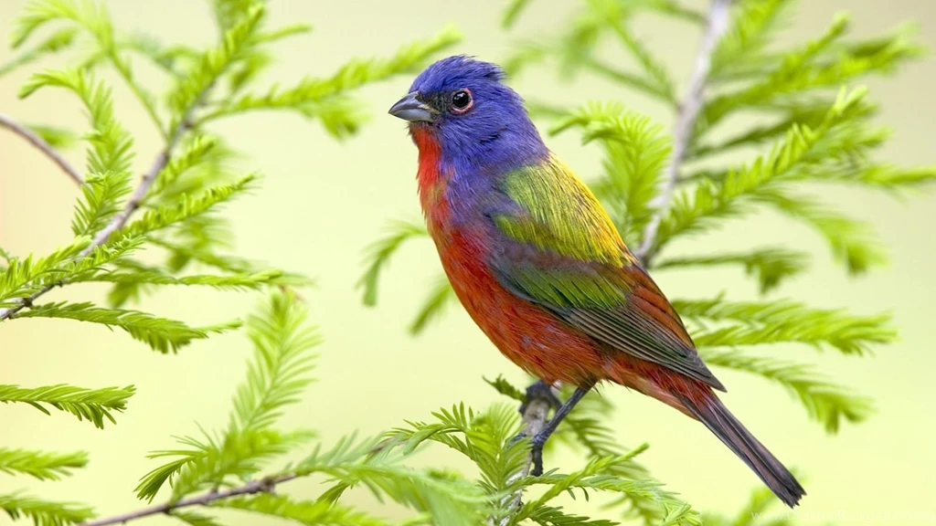 Download Beautiful Bird Sitting On Branch Hd Bird Animal Wallpapers ...