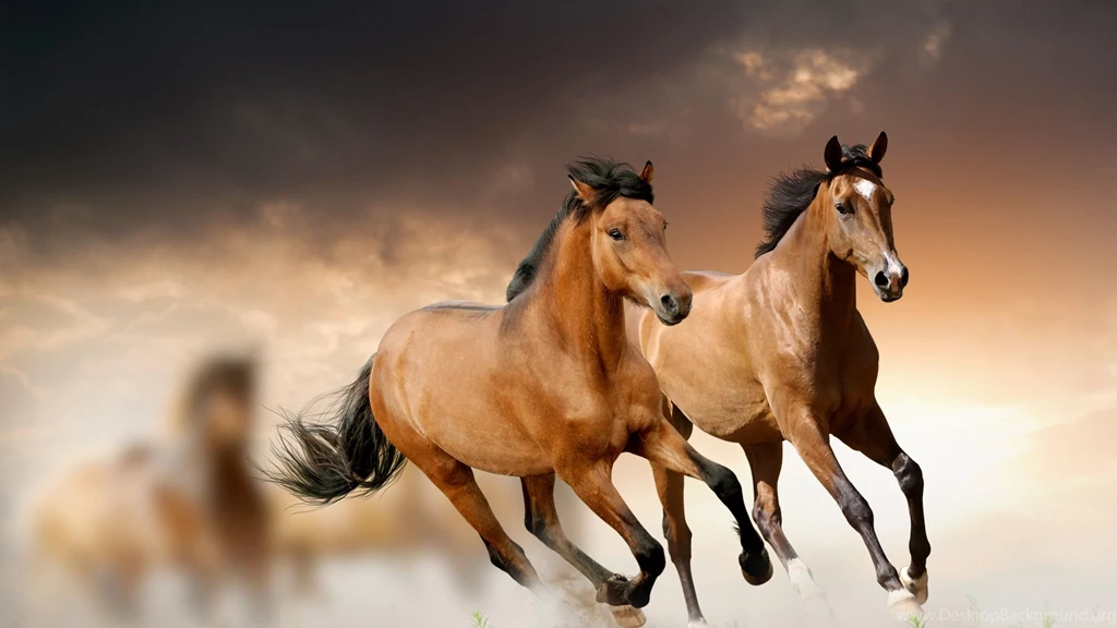 Animals Running Wallpapers 41.jpg