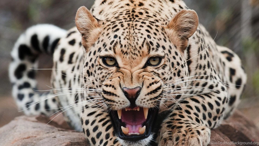 Angry leopard hd wallpapers free downlaod animal background image.jpg