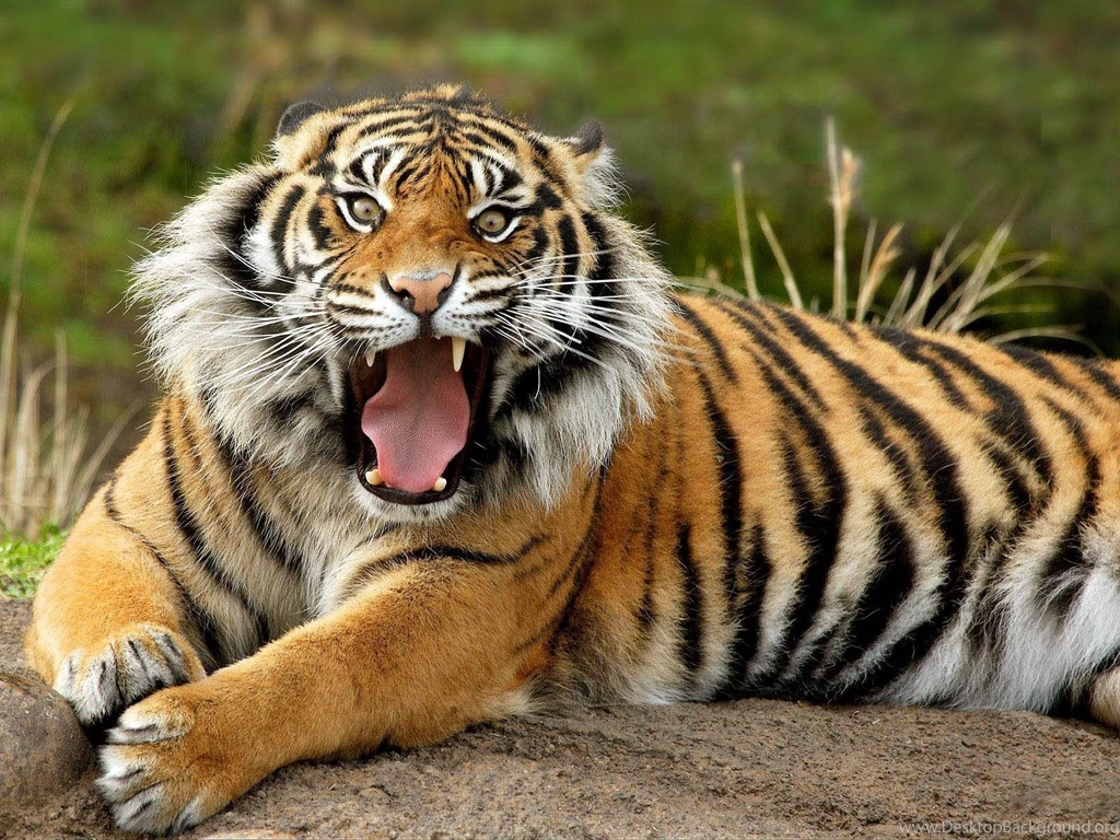 Animal Wallpapers For Mac 20