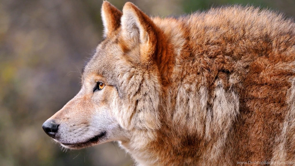 Download Wallpapers 2560x1440 Wolf, Profile, Animal, Predator, Dog ...