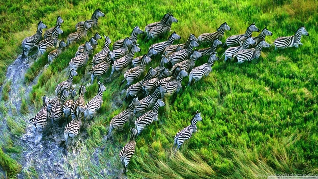 Mac Os X Retina Zebras HD Desktop Wallpapers : High Definition ...