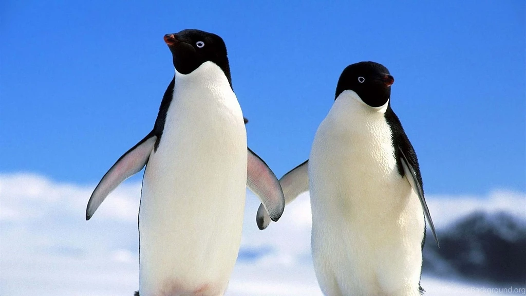 Winter Animal HD Wallpapers For Mac 3770 HD Wallpapers Site