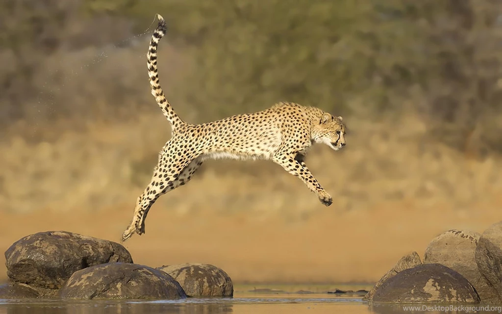 Africa Desktop Wallpapers