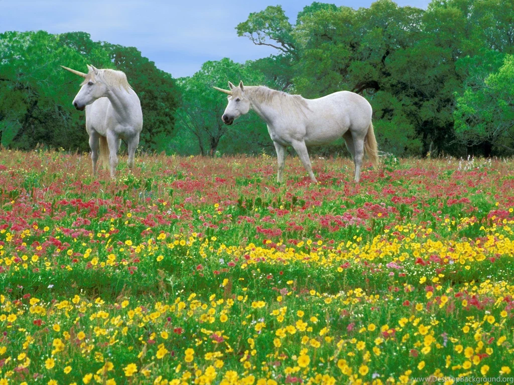 Animal Hd Wallpapers