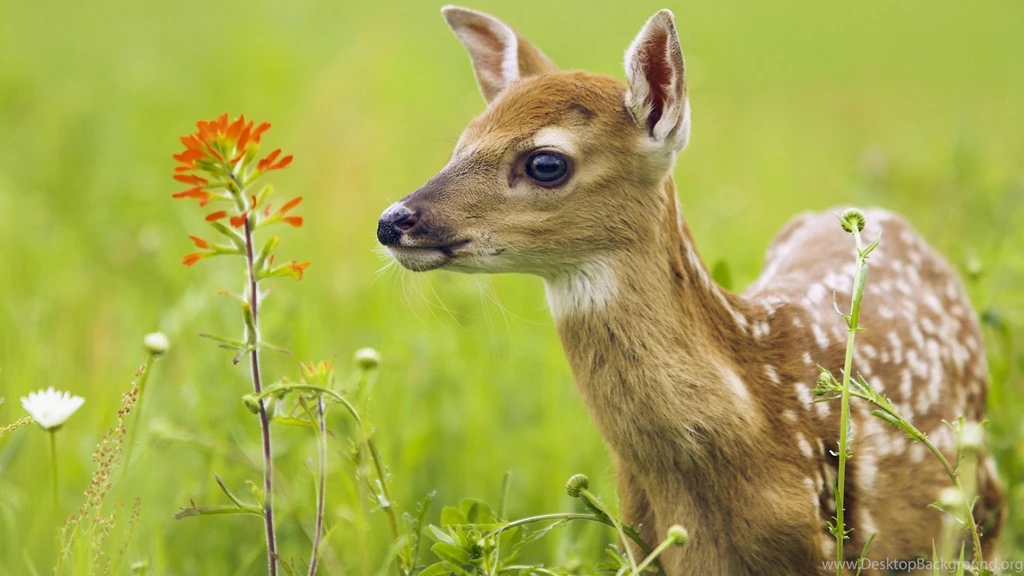 Deer Animal Hd Wallpaper Images Photos