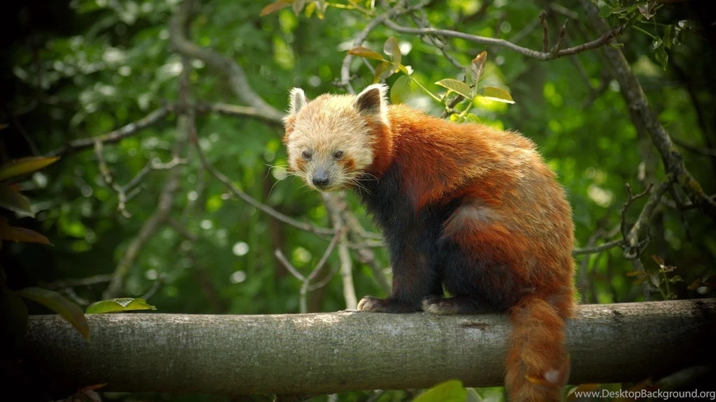Download Red Panda Wallpapers Widescreen