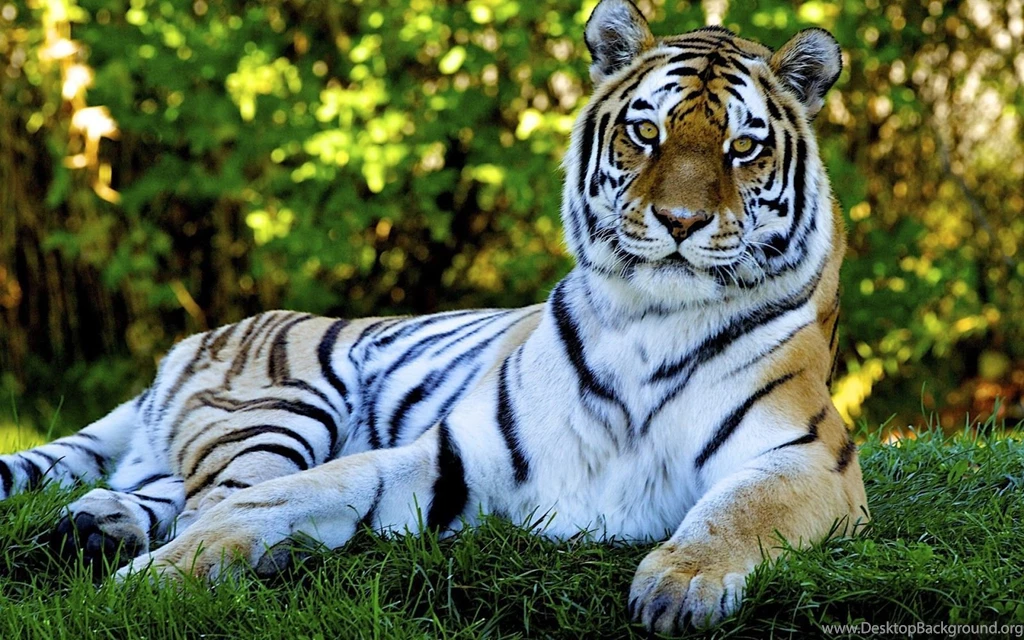 Wall