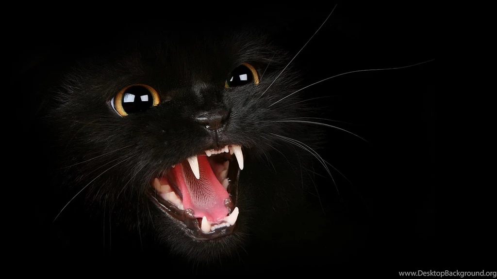 HDscreen: Black Cat Kitty Desktop Bakcgrounds