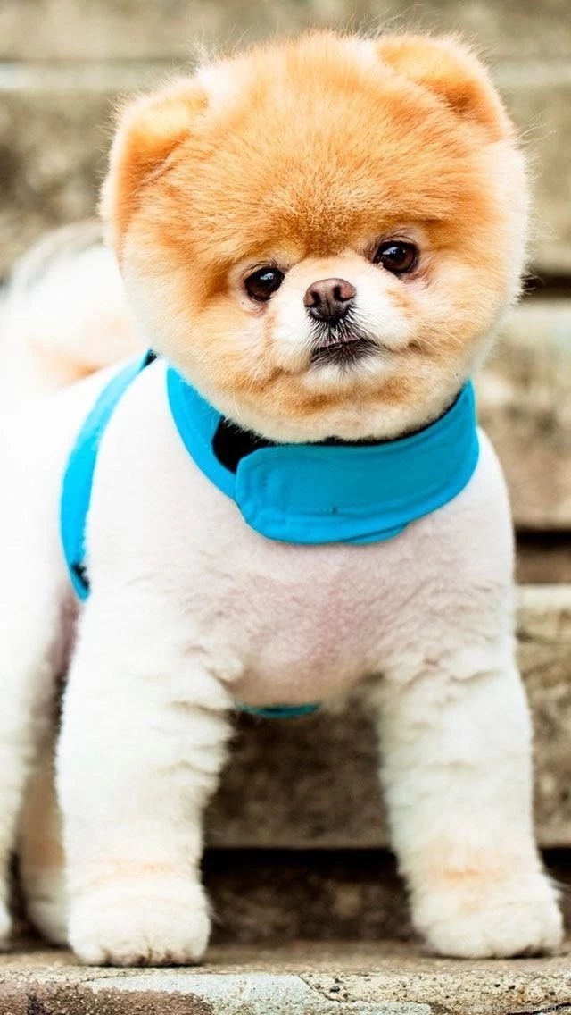 Pomeranian Puppy iPhone 5s Wallpapers Download