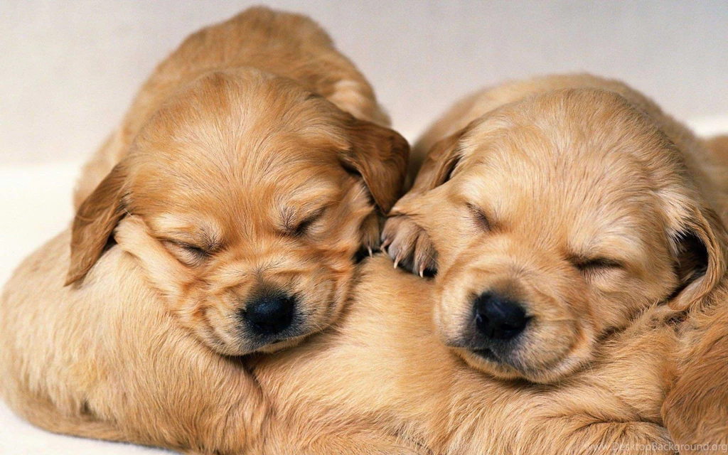 Cute Puppy Photos Wallpapers Viewing Gallery PowerballForLife