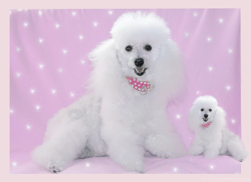 Puppy Wallpapers