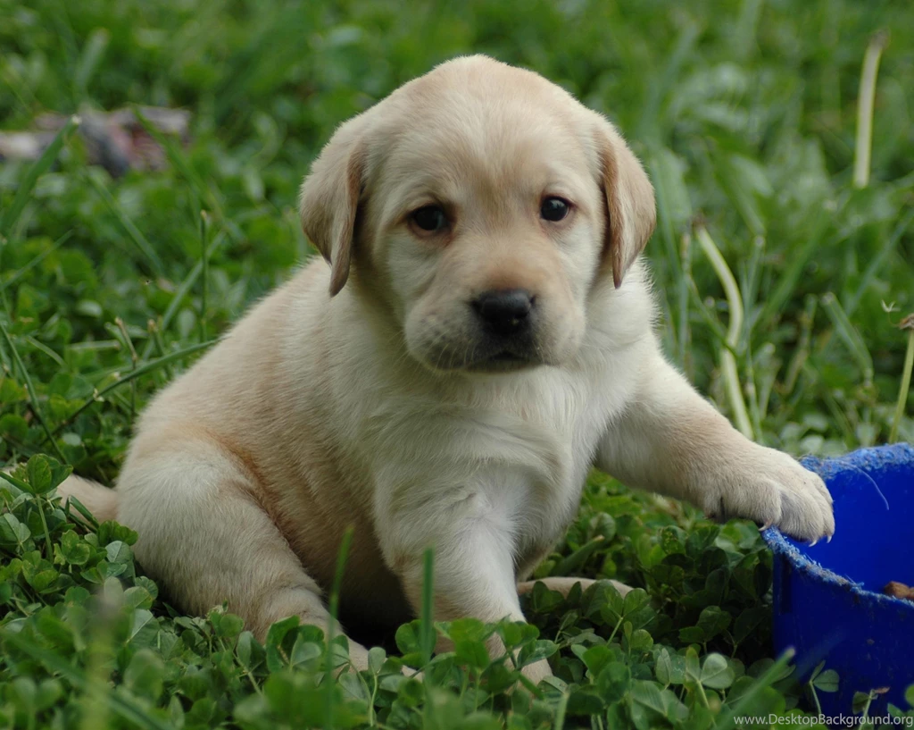Puppy lab HD wallpapers