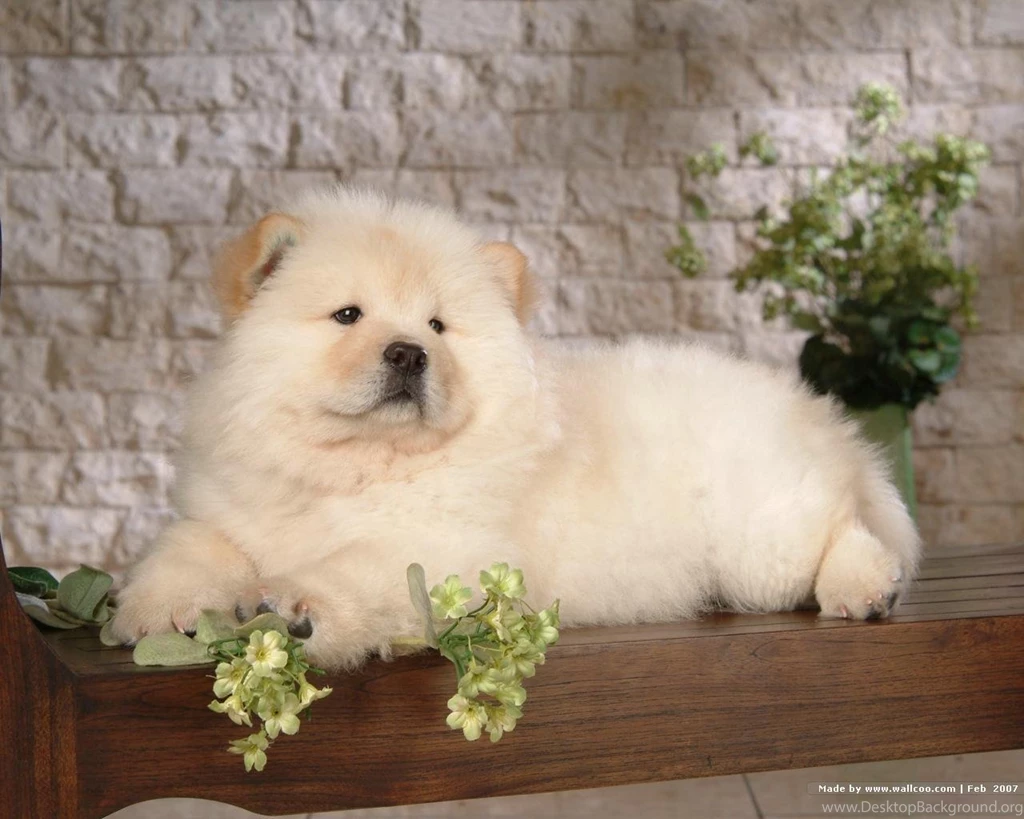 Chow Chow Puppy Wallpapers Puppies Wallpapers (13936792) Fanpop