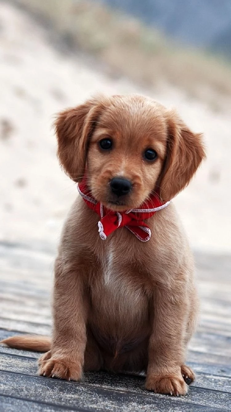 Puppy Free Iphone Wallpapers