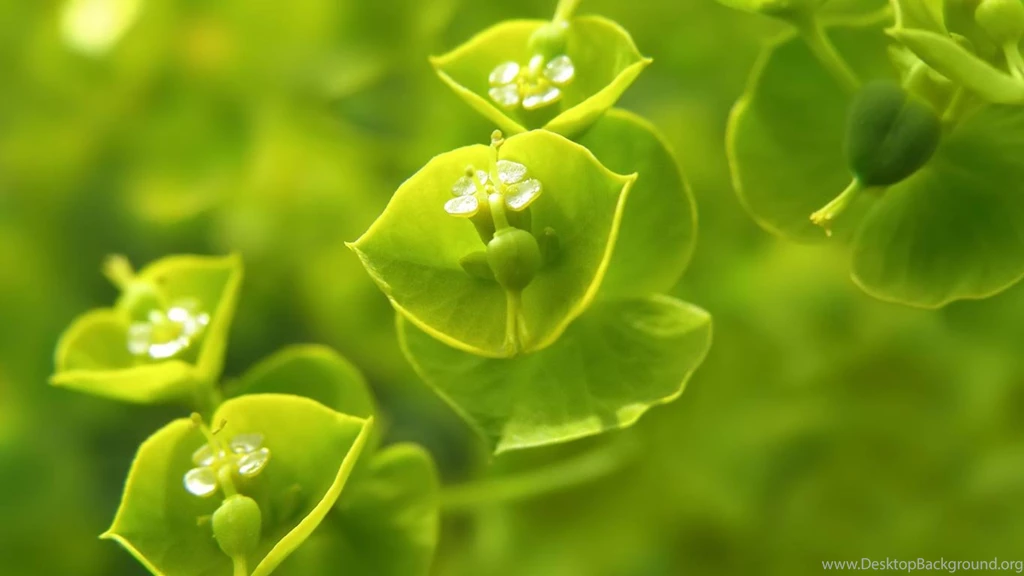 Desktop Wallpapers · Gallery · HD Notebook · Wood Spurge Netbook ...