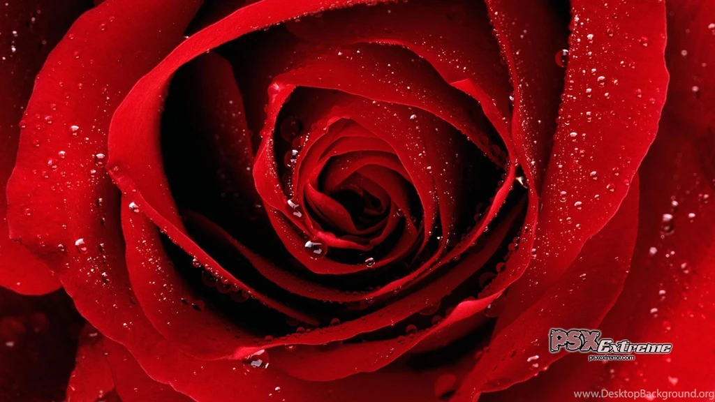 Valentine Day With Red Rose Love Wallpapers