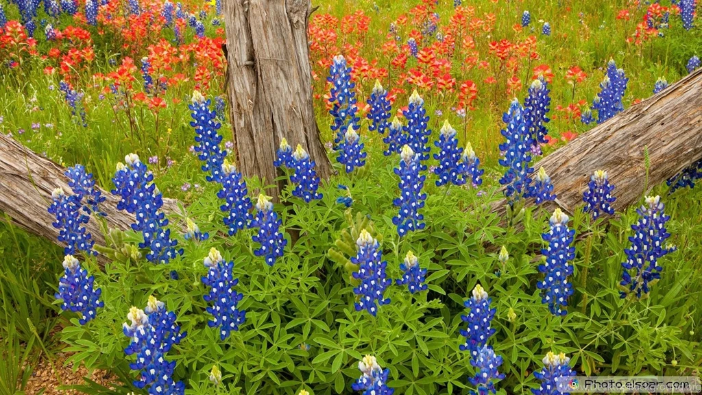 Download] Lovely Flowers Full HD Wallpapers