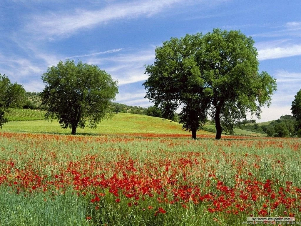 Free Wallpapers Free Nature Wallpapers Wonderful Green Nature ...