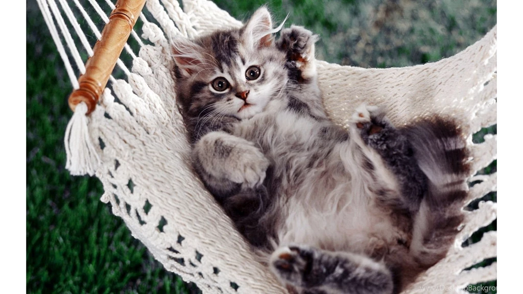Desktop baby cats pics cute download.jpg
