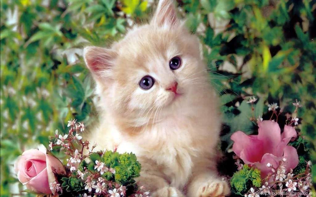 Gallery For Cute Kitten Computer Backgrounds