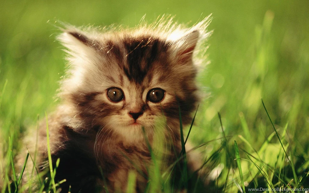 Little Kitten HD Desktop Wallpapers : Widescreen : High Definition ...