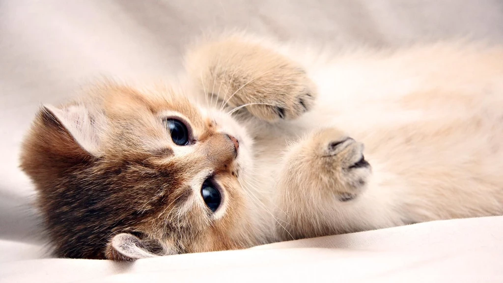 Happy Kittens HD Wallpapers