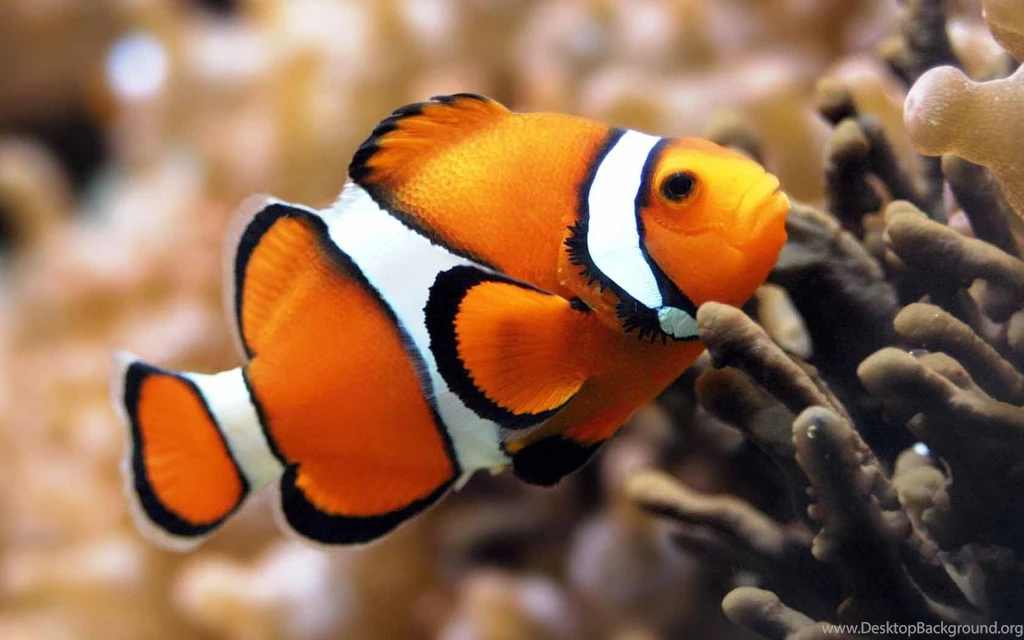 Fish