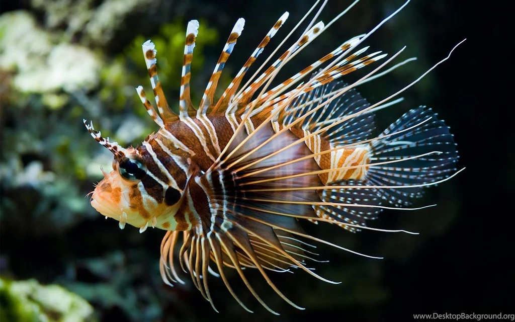 Fish HD Wallpapers For Desktop – ImageTown.in