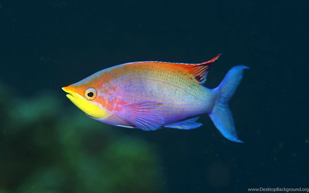 High Definition Fish Wallpapers For Free Download