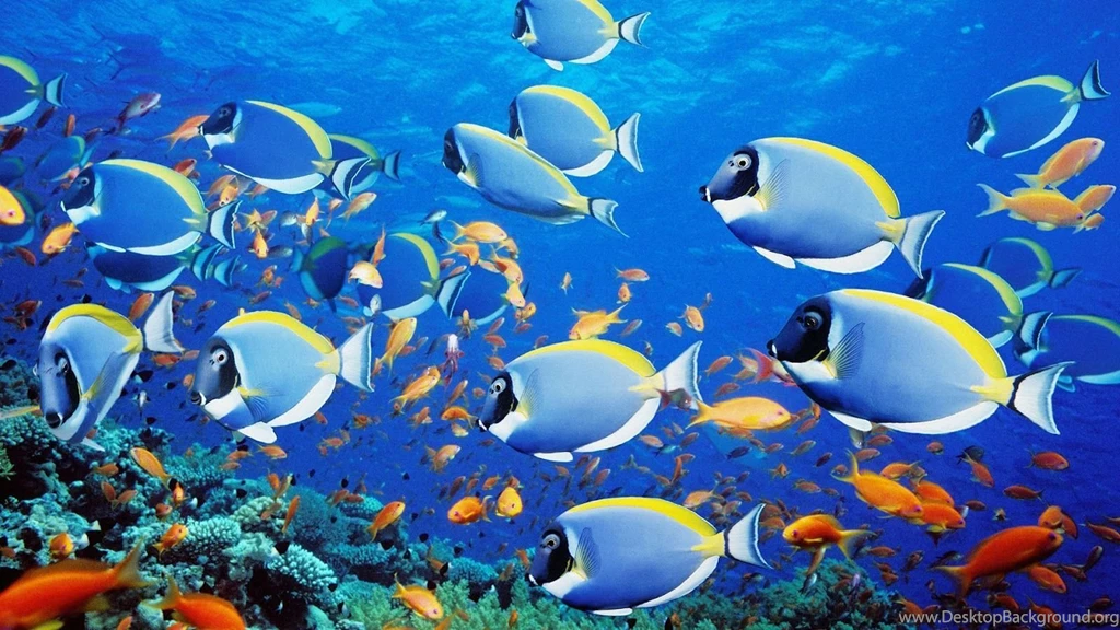 Wallpaper: Hd Wallpapers Fish