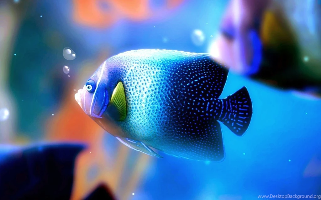 Beautiful Fish Wallpapers HD Pictures