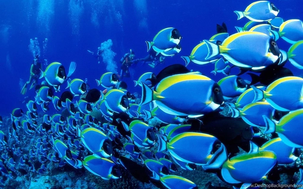 Fish Wallpapers HD For Phone Download 41020 Full HD Wallpapers ...