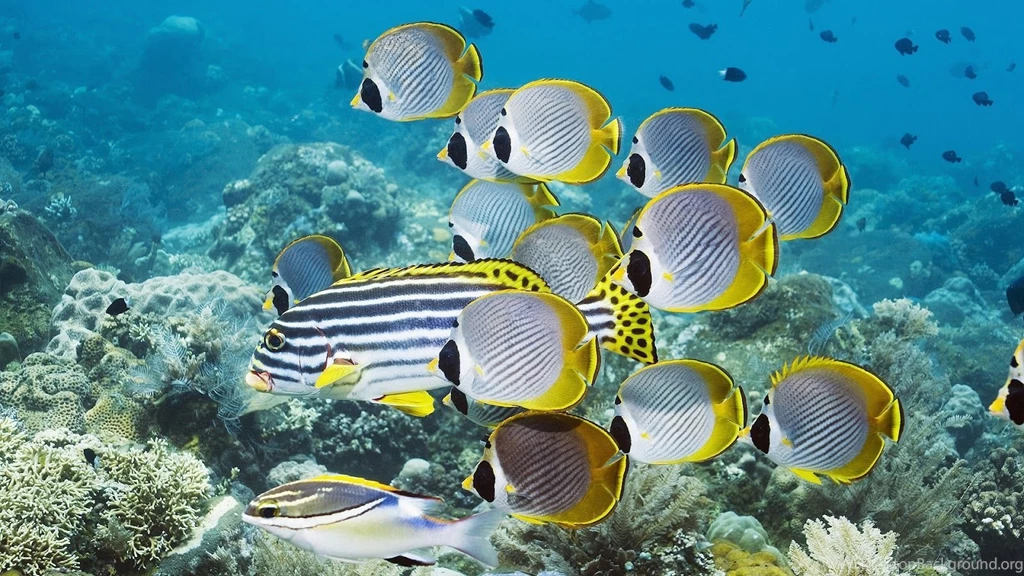 Group Of Swimming Ropical Fish