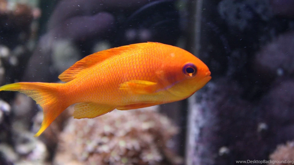Anthias Fish 1080p HD Wallpapers