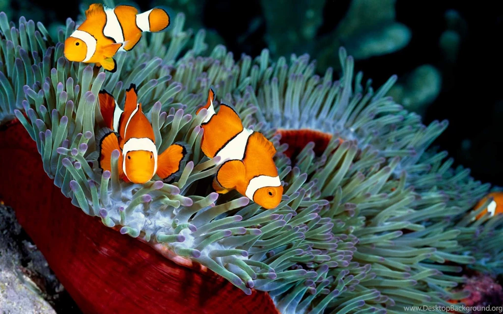Fish Wallpapers Best Collection Of Beautiful Fish HD Wallpapers