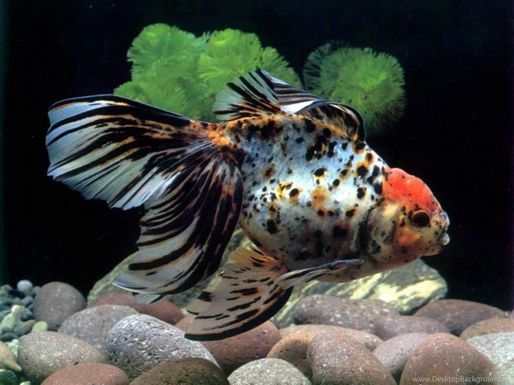 Hd fish underwater wallpaper dowload.jpg