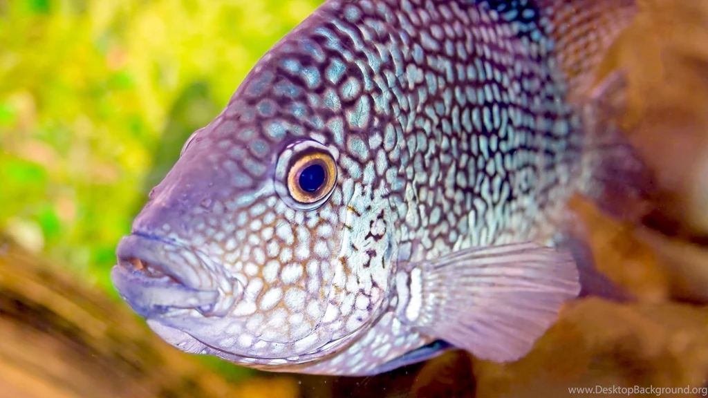 1920x1080 Aquarium Fish Hd Wallpapers