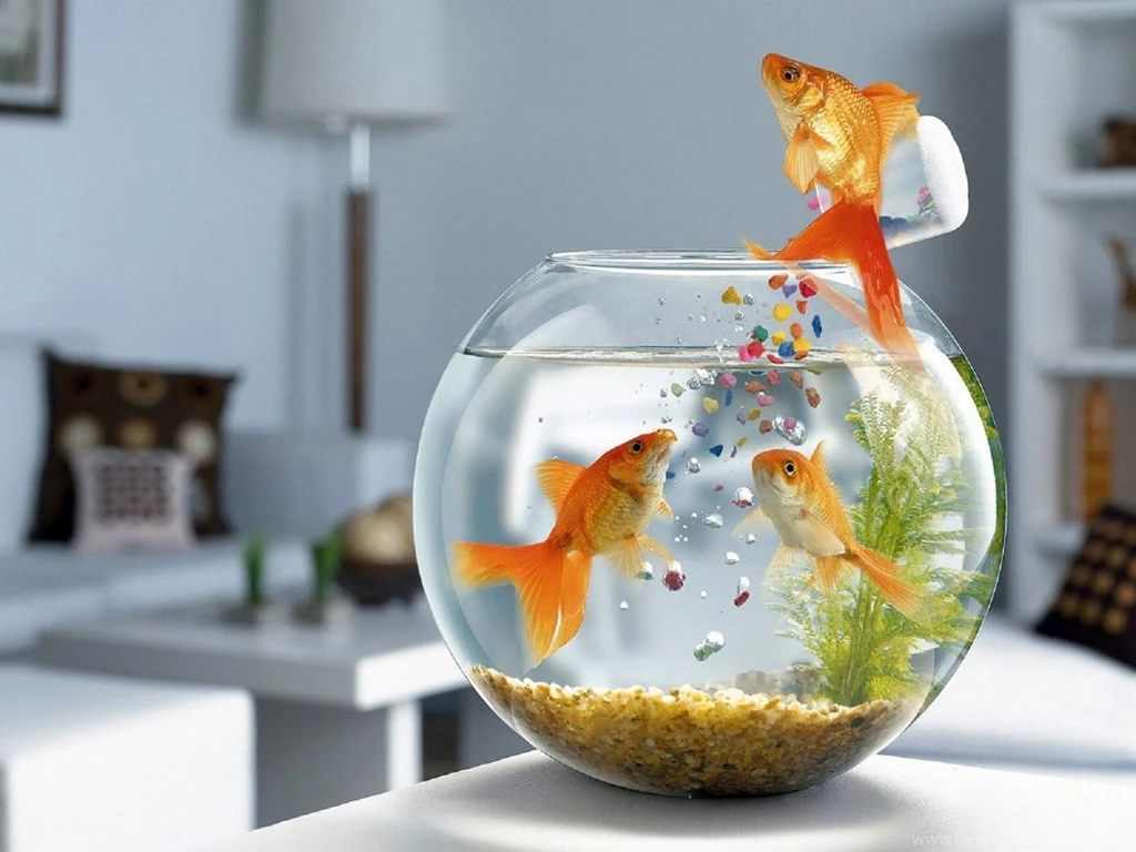 Jumping Fish Exclusive HD Wallpapers