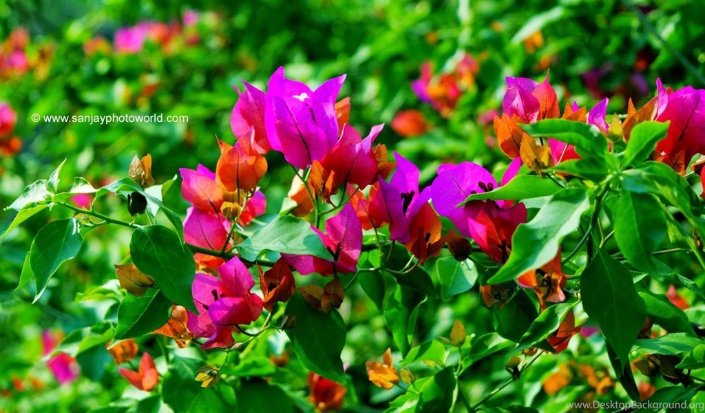 Sanjay Photo World: HD Nature Wallpapers