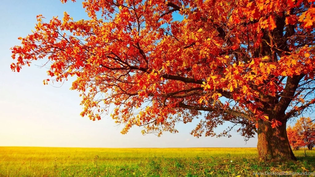 Top Fall Scenery Wallpapers Large Images For Pinterest