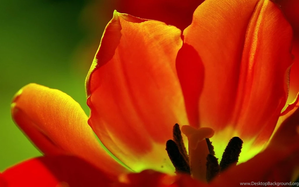 Desktop Wallpapers · Gallery · Computers · Tulip Vista Desktop ...
