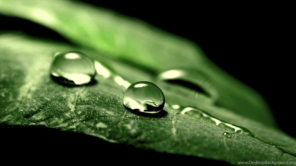 Water Drops On Leaf Wallpapers HD For Desktop HDWallpicx.com
