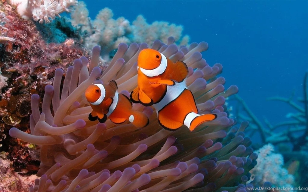 Underwater World, Beautiful Clown Fish Wallpapers