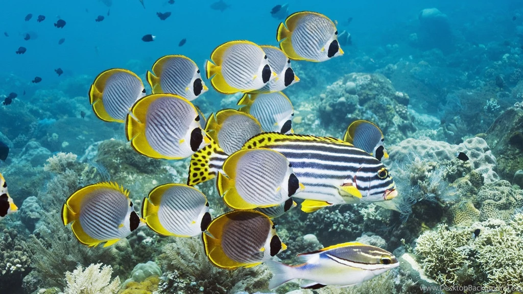 Wallpapers Underwater, Fish, Coral, Butterflyfish Desktop Wallpapers ...