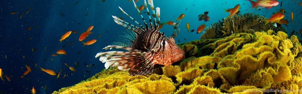 Dual Wide Underwater Wallpapers HD, Desktop Backgrounds 3840x1200 ...