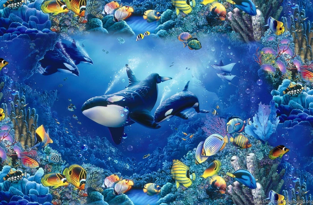 Water Fish Killer Whales Underwater