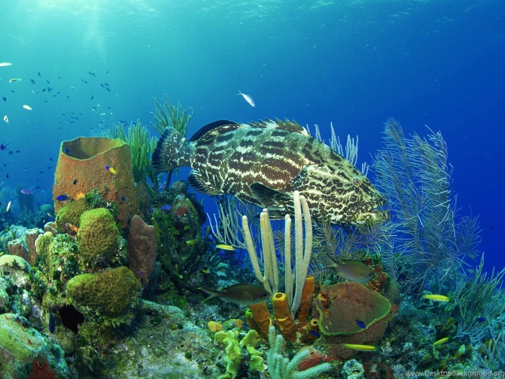 Fish Wallpapers