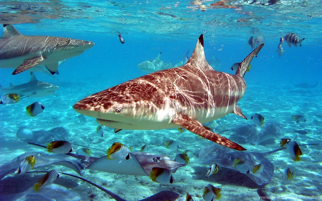 Sea Underwater Fish World Wallpapers